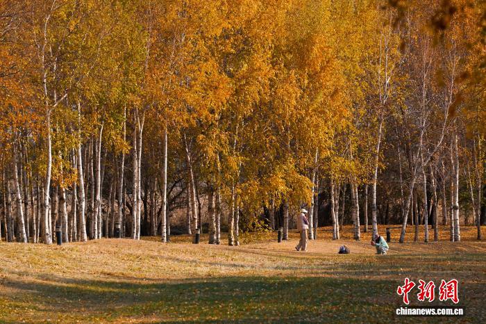 黑龙江哈尔滨:市民漫步白桦林感受深秋之美