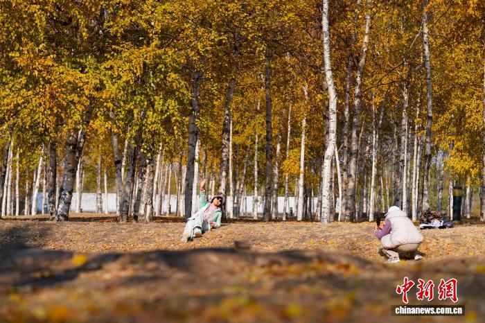 黑龙江哈尔滨:市民漫步白桦林感受深秋之美