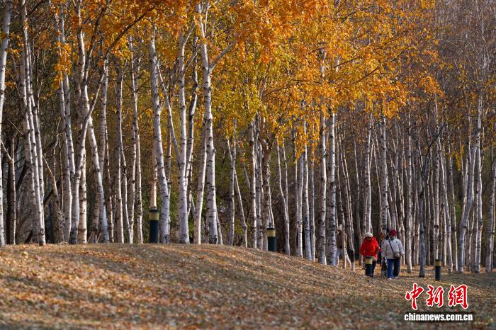 黑龙江哈尔滨:市民漫步白桦林感受深秋之美