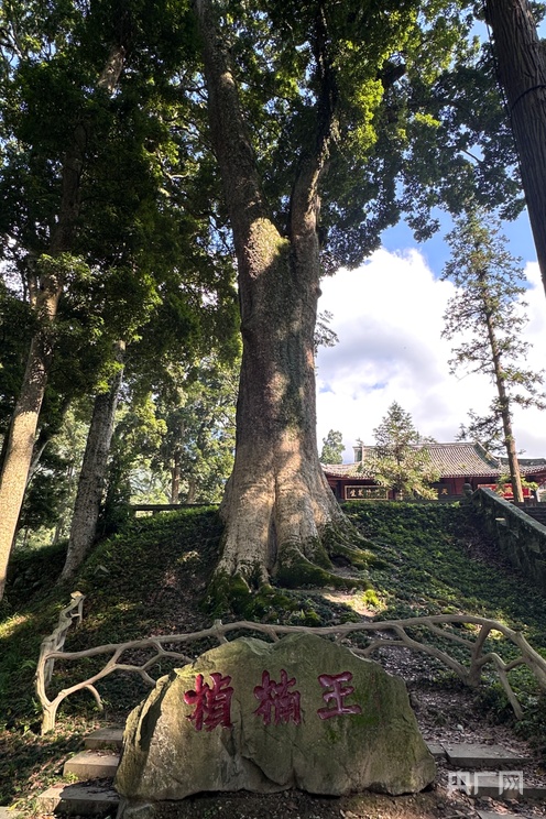 2025四川环保世纪行：从生态廊道上的大熊猫踪迹到千年桢楠 生态守护有“实招”