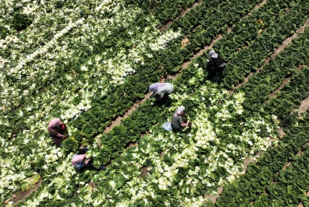 又一突破!宁夏固原市原州区冷凉蔬菜首次出口文莱