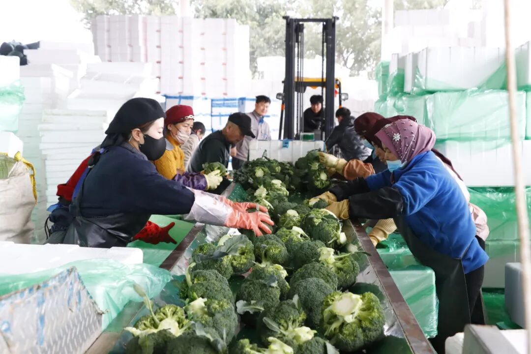 又一突破!宁夏固原市原州区冷凉蔬菜首次出口文莱