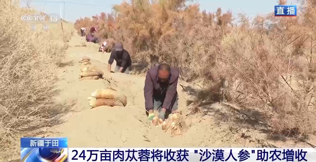 视频丨新疆肉苁蓉进入采收季 沙产业让沙漠化身“致富田”
