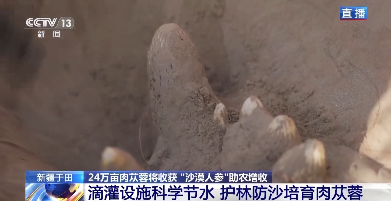 视频丨新疆肉苁蓉进入采收季 沙产业让沙漠化身“致富田”