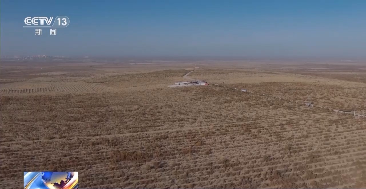 视频丨新疆肉苁蓉进入采收季 沙产业让沙漠化身“致富田”