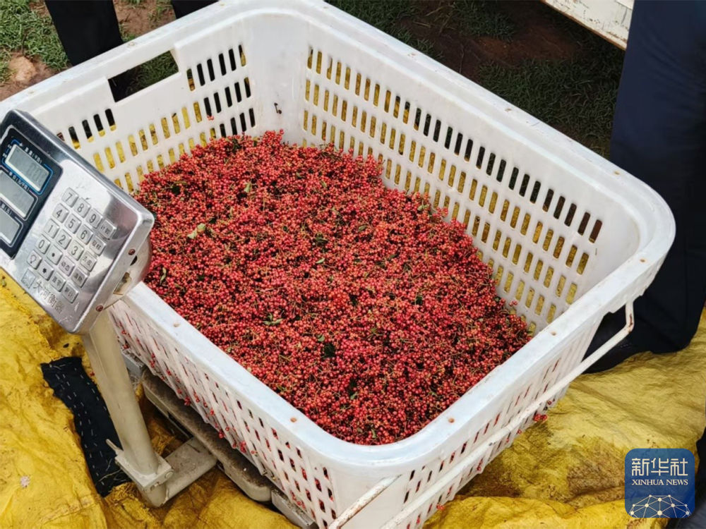 宜创宜农宜安居 宜阳“不一样”