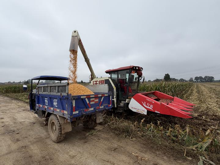 新华视点丨如何打好秋收秋种这场硬仗？