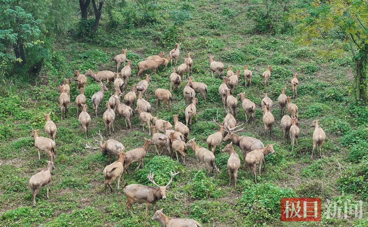 何以中国|江豚起舞、麋鹿撒欢,荆江之畔成为“湿地精灵”乐园 055a5810904e4702653f64320e0ee005.jpeg