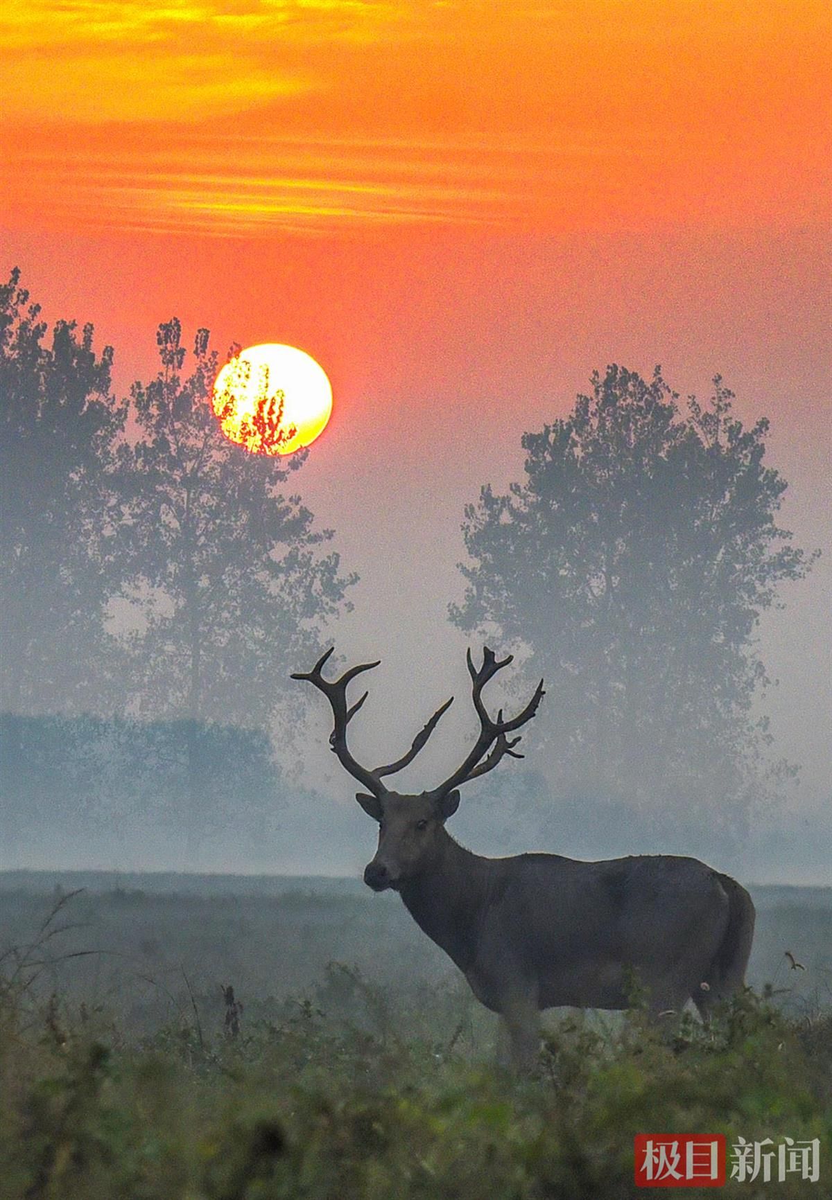 何以中国|江豚起舞、麋鹿撒欢,荆江之畔成为“湿地精灵”乐园 6cc088c1af21816def97301d04cc2249.jpeg