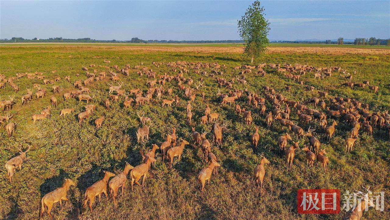 何以中国|江豚起舞、麋鹿撒欢,荆江之畔成为“湿地精灵”乐园 dd32761997e61a01be243aa8b4bf42b1.jpeg