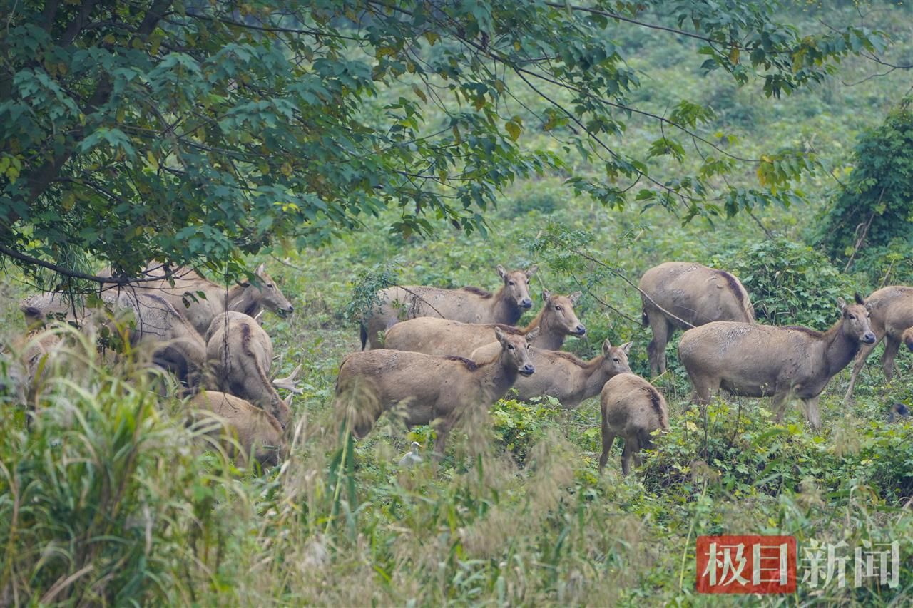 何以中国|江豚起舞、麋鹿撒欢,荆江之畔成为“湿地精灵”乐园 c525677d86e84de05943b688cb23a53f.jpeg