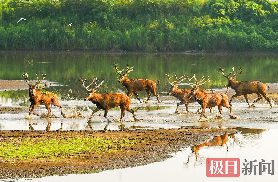 何以中国|江豚起舞、麋鹿撒欢,荆江之畔成为“湿地精灵”乐园 9addbd12ef506595f1aab7ca199cc868.jpeg