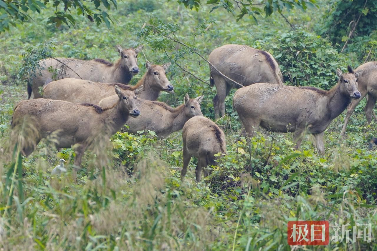 何以中国|江豚起舞、麋鹿撒欢,荆江之畔成为“湿地精灵”乐园 9cc1a02794cc7e4e99915367c711c950.jpeg