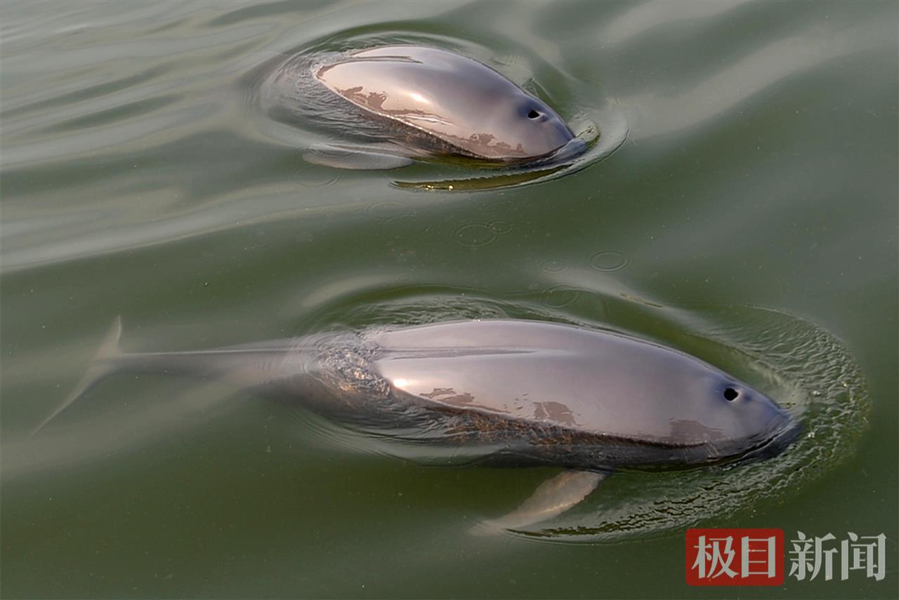 何以中国|江豚起舞、麋鹿撒欢,荆江之畔成为“湿地精灵”乐园 37bfa48b68b1ae901c812e042994d581.jpeg