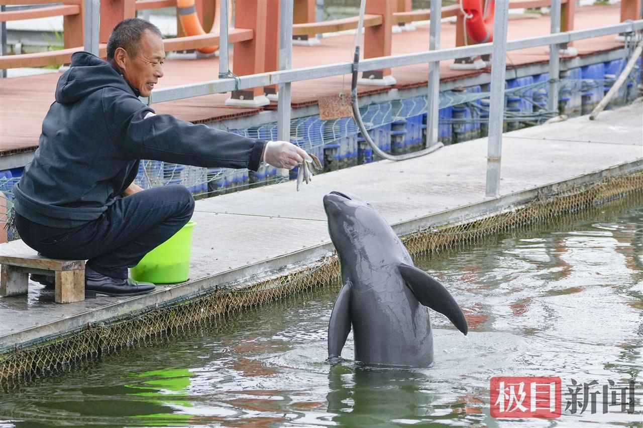 何以中国|江豚起舞、麋鹿撒欢,荆江之畔成为“湿地精灵”乐园 88f4b8707c5145716d81cb6485600489.jpeg