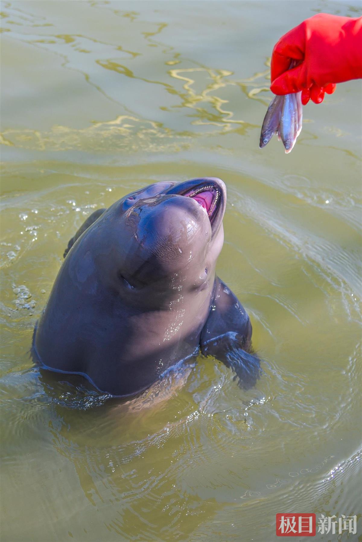 何以中国|江豚起舞、麋鹿撒欢,荆江之畔成为“湿地精灵”乐园 754826c1e4b5bf705861e19ae4841b7b.jpeg