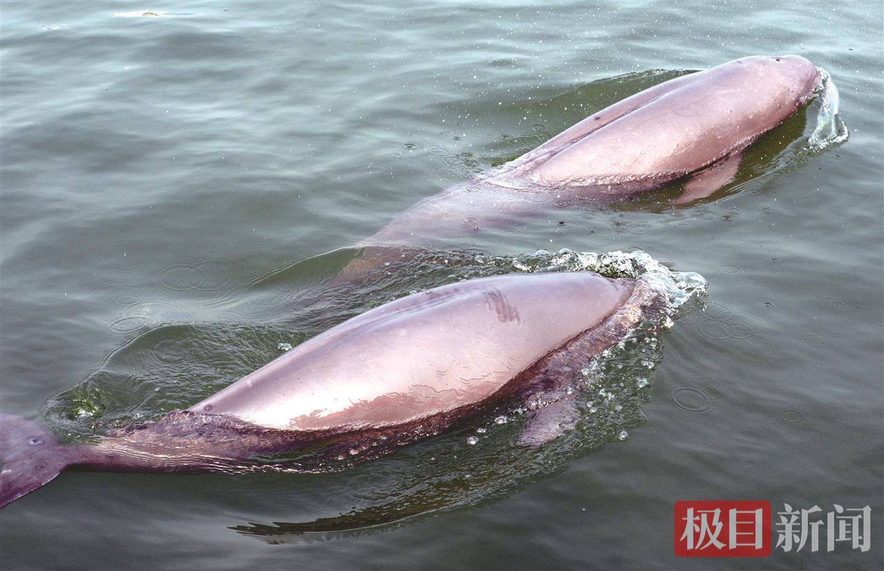 何以中国|江豚起舞、麋鹿撒欢,荆江之畔成为“湿地精灵”乐园 0f2a91c33ffccf88a360dc063ba89aa6.jpeg