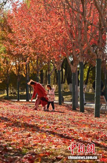 吉林长春秋景如画 市民踏叶赏秋 吉林长春秋景如画市民踏叶赏秋