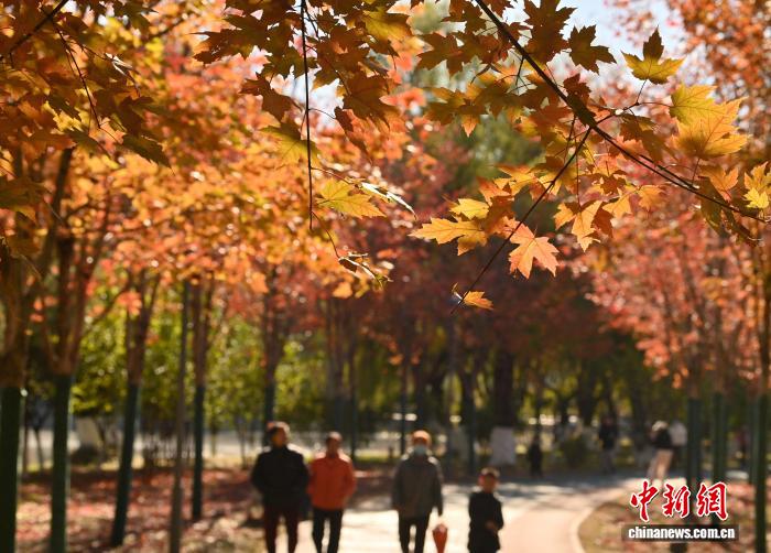 吉林长春秋景如画 市民踏叶赏秋