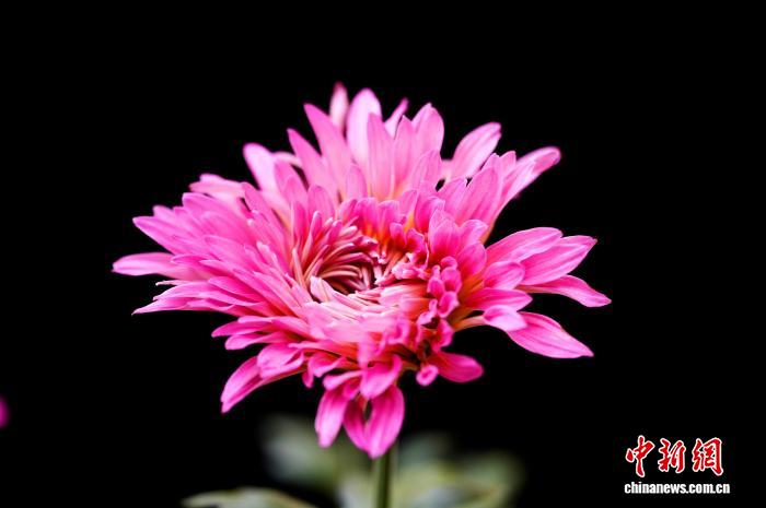 四川成都:700余种菊花亮相引游人 四川成都:700余种菊花亮相引游人