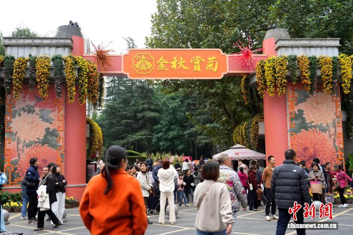 四川成都:700余种菊花亮相引游人