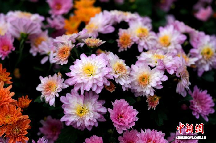 四川成都:700余种菊花亮相引游人