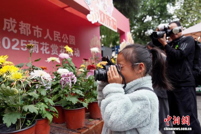 四川成都:700余种菊花亮相引游人