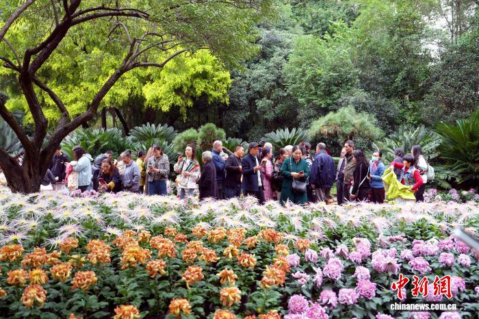 四川成都:700余种菊花亮相引游人
