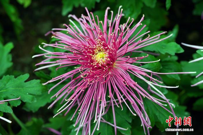 四川成都:700余种菊花亮相引游人