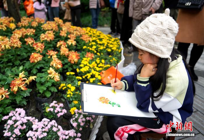四川成都:700余种菊花亮相引游人