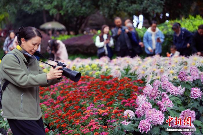 四川成都:700余种菊花亮相引游人