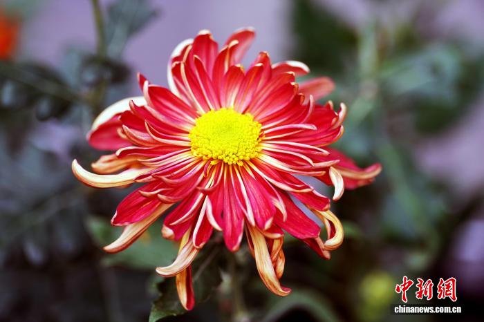 四川成都:700余种菊花亮相引游人