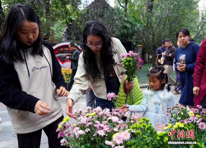 四川成都:700余种菊花亮相引游人