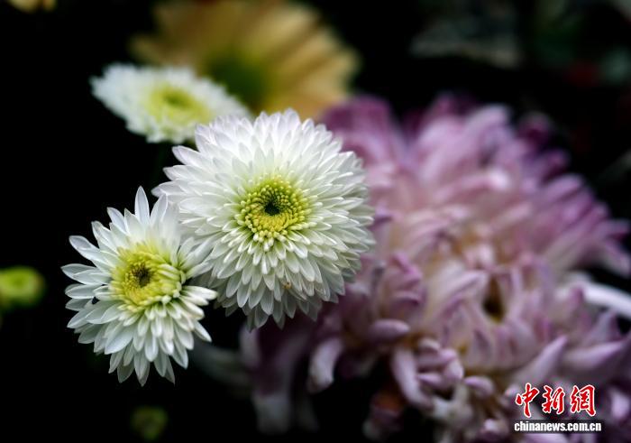 四川成都:700余种菊花亮相引游人