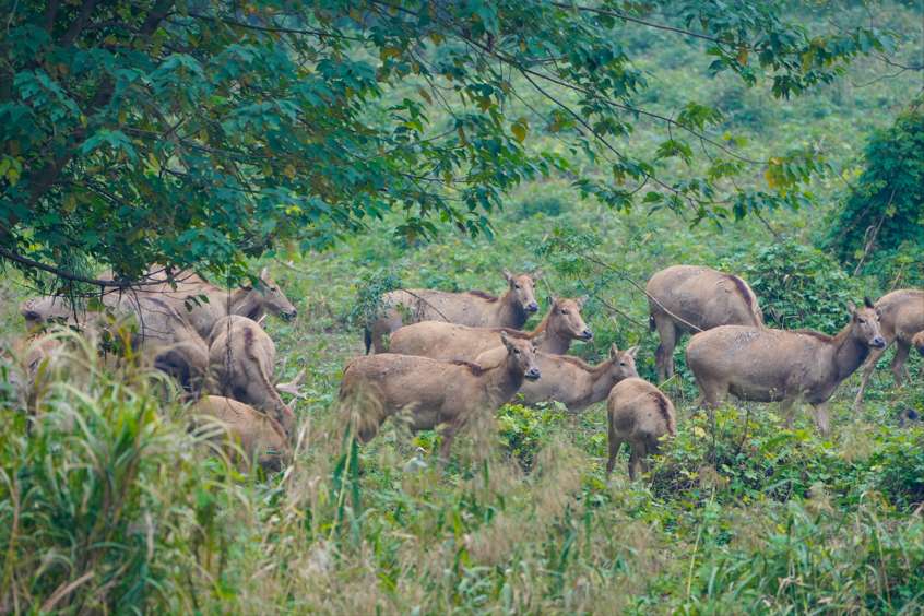 湖北荆州：长江故道绘就生态图景 麋鹿江豚共舞绿水青山