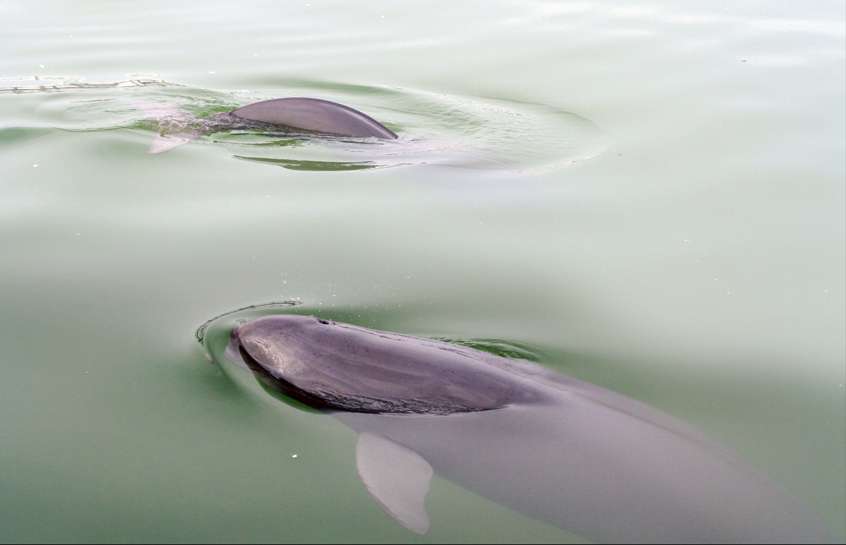 湖北荆州：长江故道绘就生态图景 麋鹿江豚共舞绿水青山