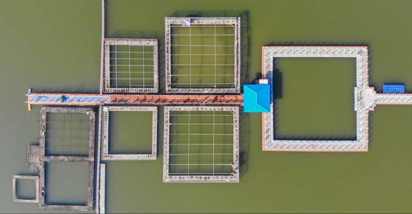 湖北荆州：长江故道绘就生态图景 麋鹿江豚共舞绿水青山