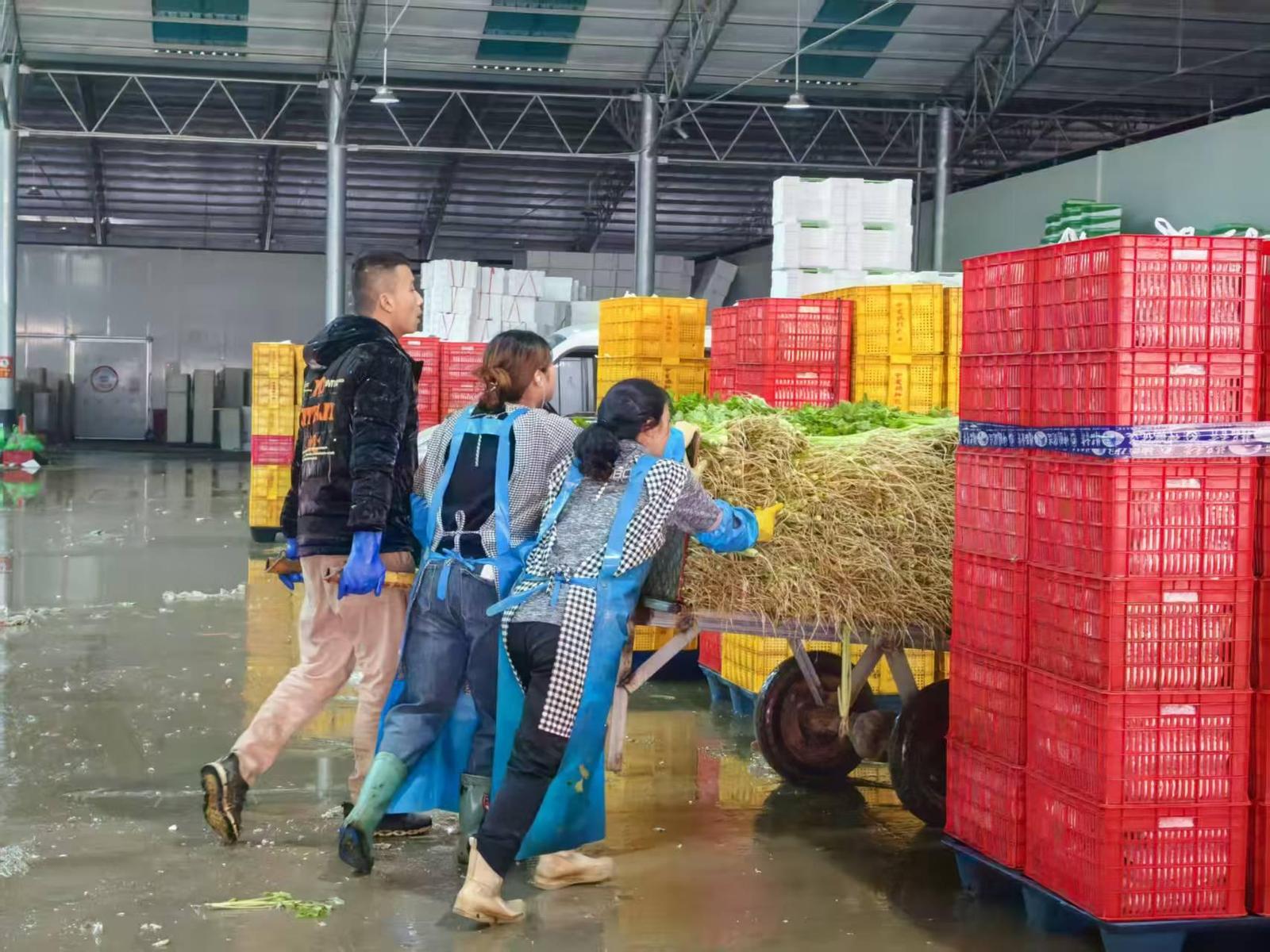 两化一振兴 塞上谱新篇 | 一棵宁夏菜的“雄心” 两化一振兴 塞上谱新篇 | 一棵宁夏菜的“雄心”