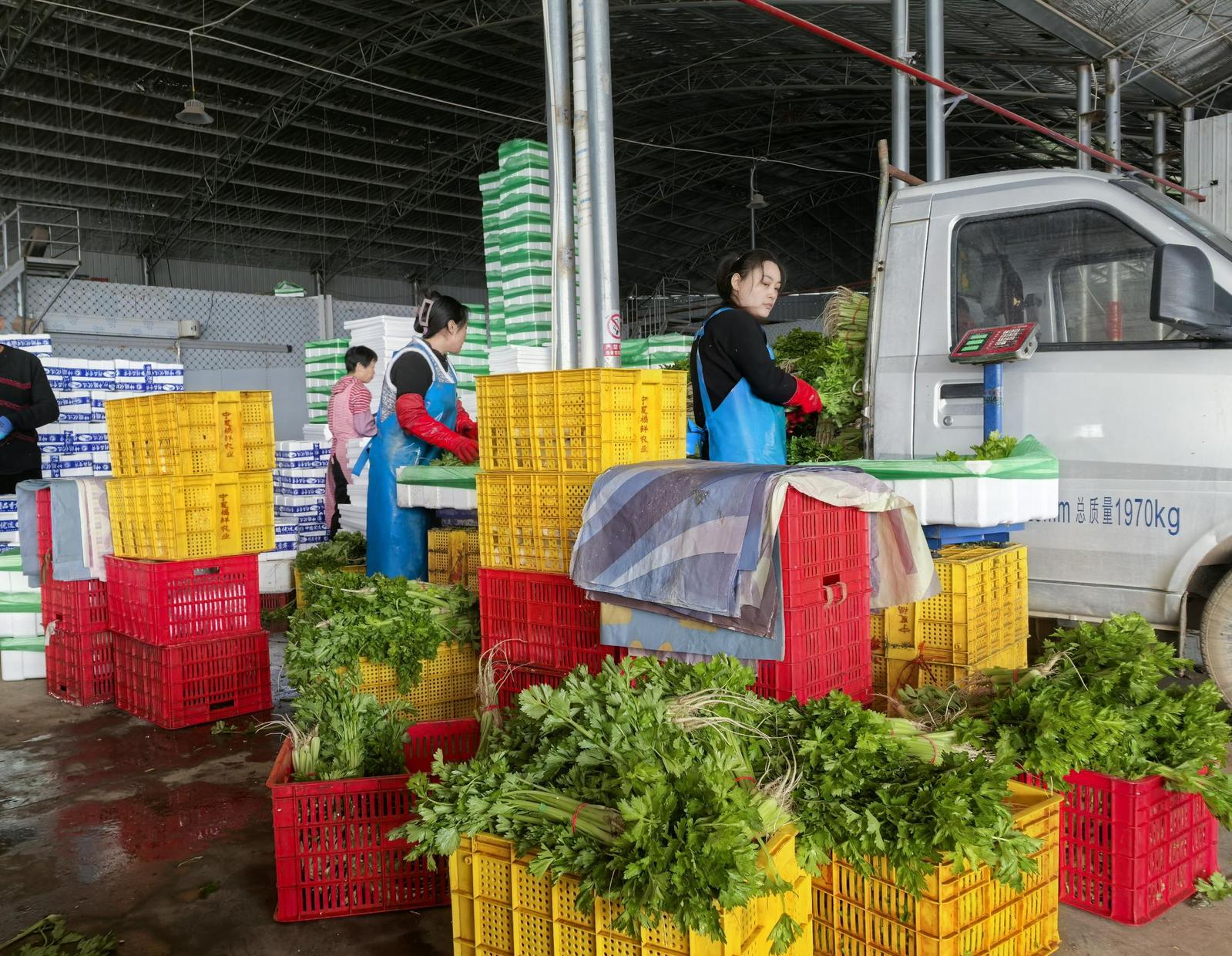 两化一振兴 塞上谱新篇 | 一棵宁夏菜的“雄心” 两化一振兴 塞上谱新篇 | 一棵宁夏菜的“雄心”