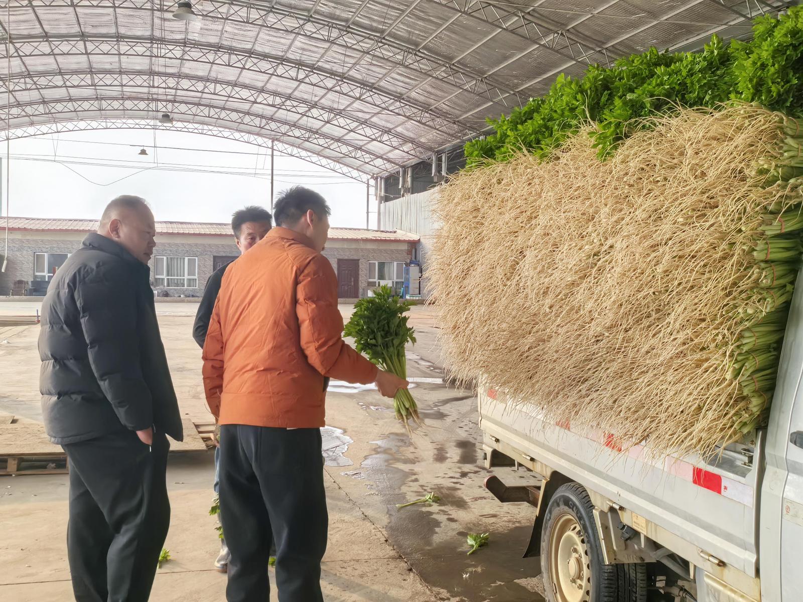 两化一振兴 塞上谱新篇 | 一棵宁夏菜的“雄心”