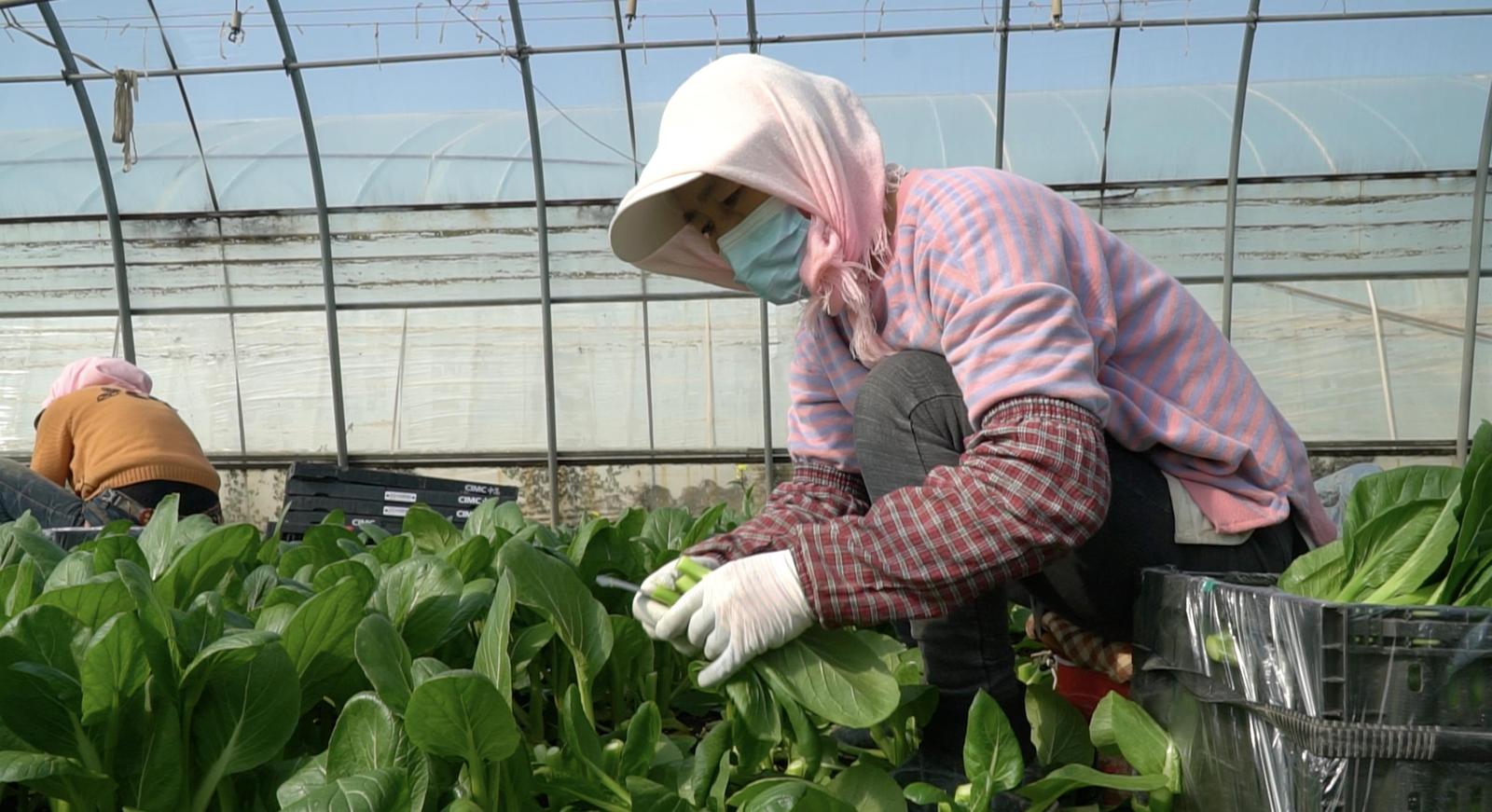 两化一振兴 塞上谱新篇 | 一棵宁夏菜的“雄心” 两化一振兴 塞上谱新篇 | 一棵宁夏菜的“雄心”