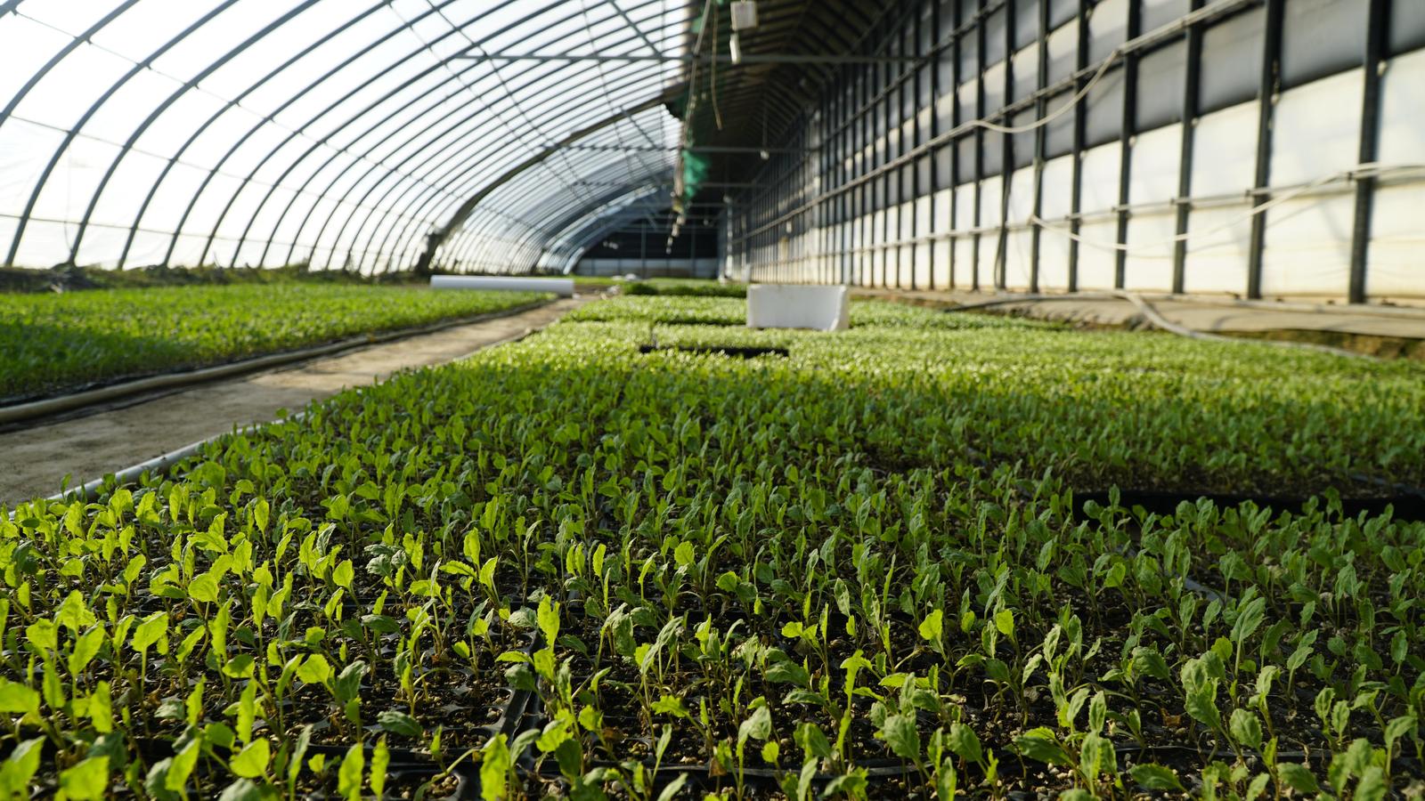 两化一振兴 塞上谱新篇 | 一棵宁夏菜的“雄心” 两化一振兴 塞上谱新篇 | 一棵宁夏菜的“雄心”