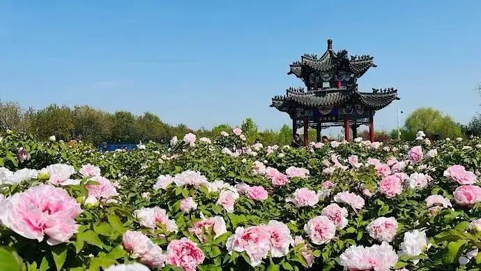 全国首部！菏泽这份《条例》何以亮眼？