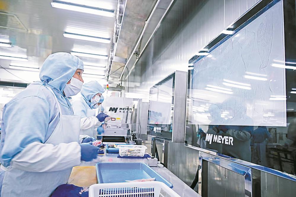 宁德加快建设“智慧大脑”平台,通过数据驱动实现大黄鱼产业“从海面到餐桌”的全链条监管 大黄鱼产业的数智之变