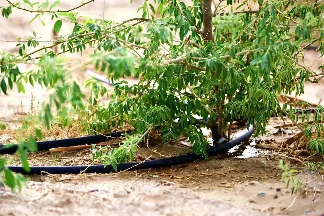 新疆铁路绘就“两山”理念新画卷