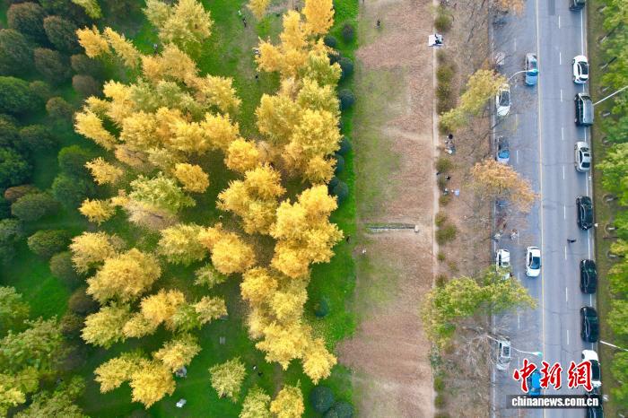 陕西西安：银杏林由绿转黄吸引市民游玩