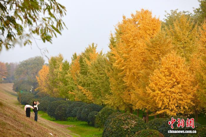 陕西西安：银杏林由绿转黄吸引市民游玩