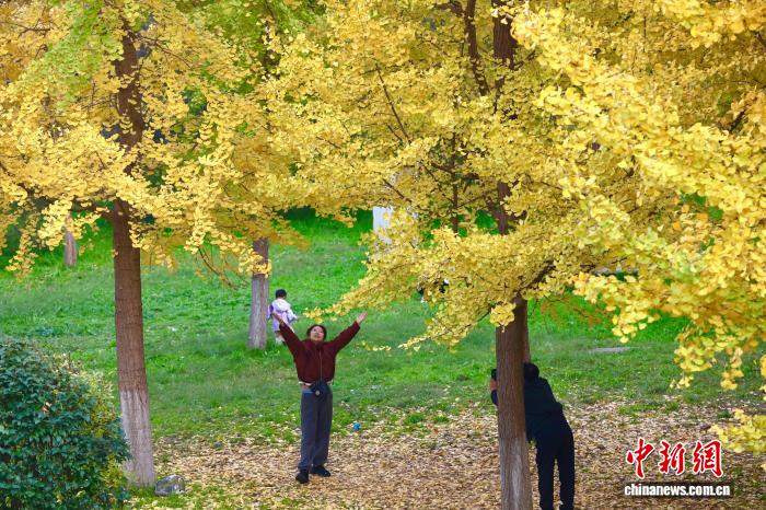陕西西安：银杏林由绿转黄吸引市民游玩
