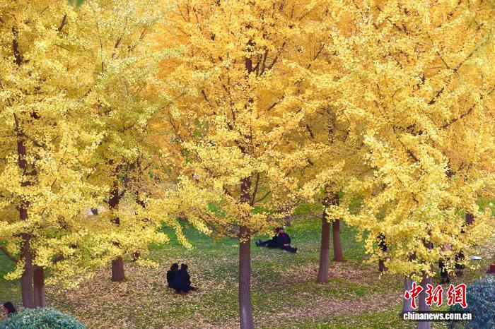 陕西西安：银杏林由绿转黄吸引市民游玩