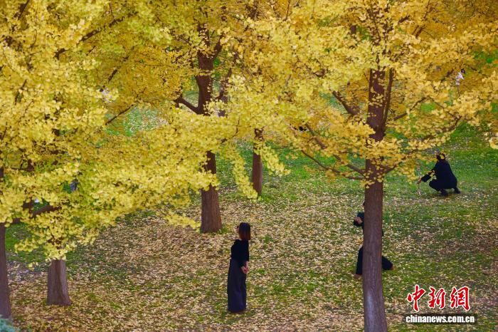 陕西西安：银杏林由绿转黄吸引市民游玩